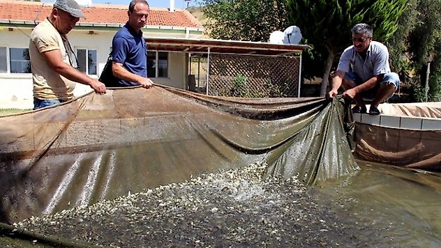 Barajlara 2 milyon yavru balık