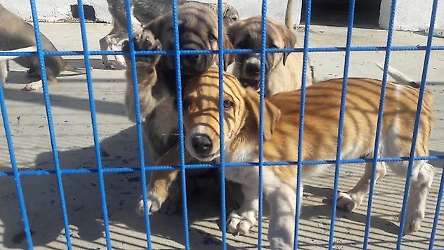 Kısırlaştırma Çalışmalarına Destek Devam Ediyor