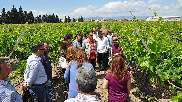 Üzümde Rekolte Tahmin Komisyonu Oluşturuldu