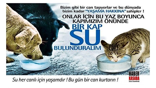 Hayvanlara Şiddet Uygulayanların En Ağır Şekilde Cezalandırılmasını İstiyoruz