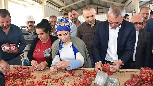 Manisa'da İlk Kirazlar Toplandı