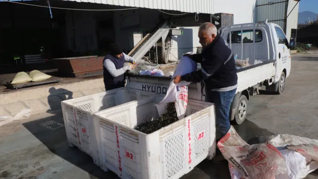 Turgutlu Belediyesi Hasat Sonucu 1500 Litre Zeytinyağı Elde Etti