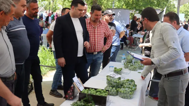 Turgutlu Belediyesinden 'En Güzel Erik Yarışması