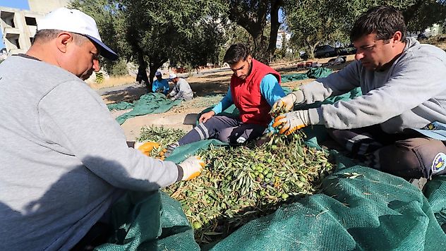 Turgutlu Belediyesinin Zeytinleri, İhtiyaç Sahiplerine Aş Oluyor