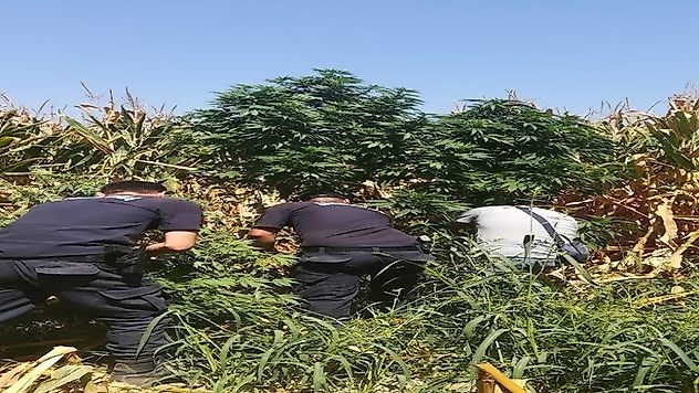 Turgutlu'da Mısır Tarlalarına ekili 11 Bin 340 Kök Hint Keneviri Ele Geçirildi