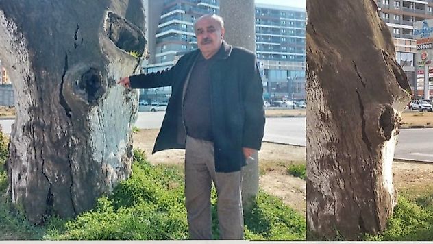 Turgutlu'nun simgesi 'Çınar' çürüdü