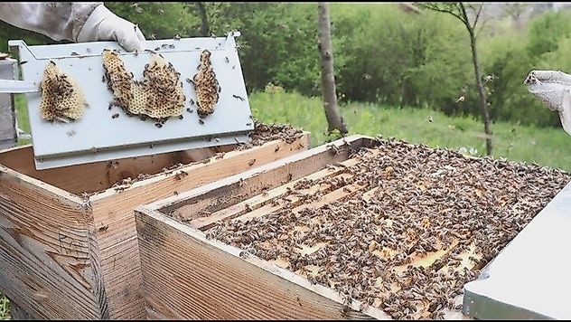 Yunusemre Arıcılara Kovan Dağıtacak