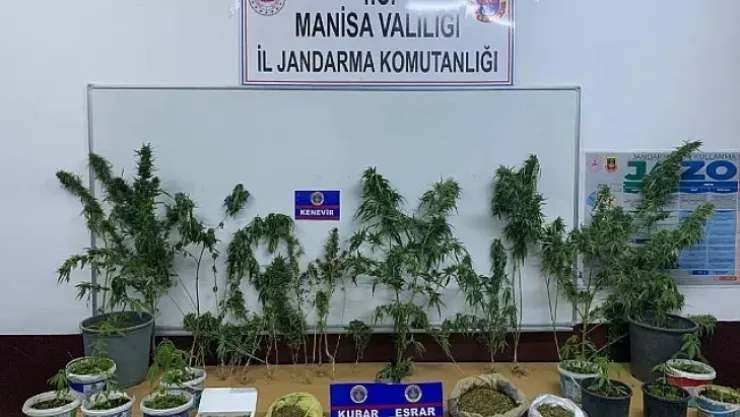 Ev ve tarlalarında kenevir yetiştiren şahıslar yakalandı