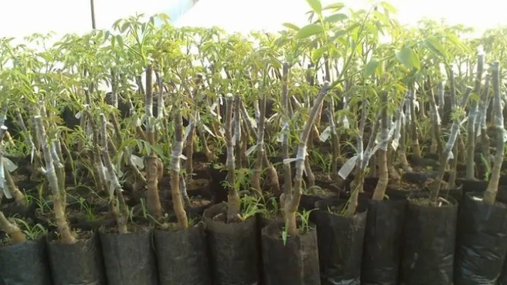 YUNUSEMRE BELEDİYESİ CEVİZ VE ZEYTİN FİDANI DAĞITACAK