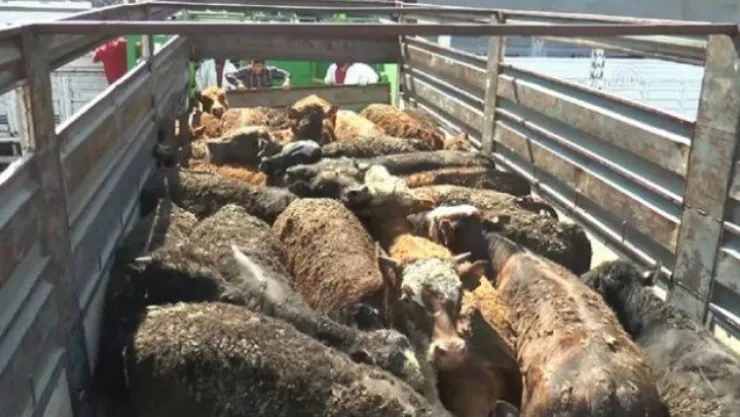 BESİCİYE GÜNEY AMERİKA SIĞIRI DAĞITACAKLAR