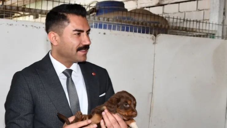 Mevlüt Bulut'tan sokak hayvanlarının uyutulması tasarısına tepki!