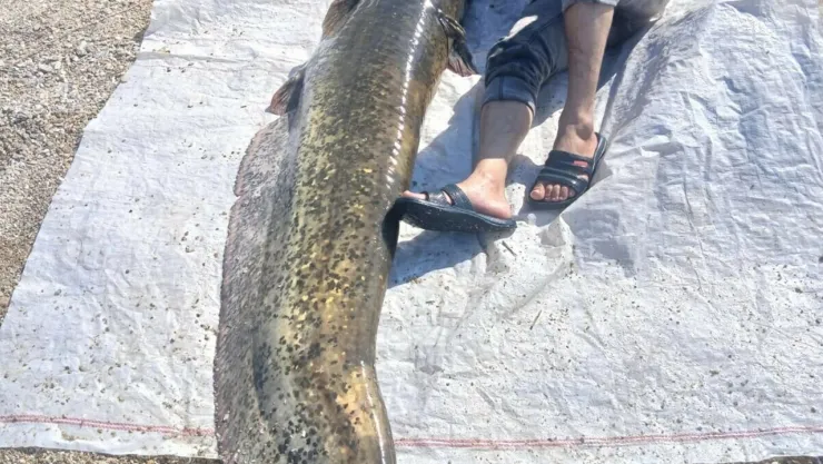 Salihli'de 2 metrelik dev yayın balığı yakalandı