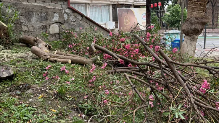 Şehzadeler Belediyesin'den Devrilen Ağaçlara Anında Müdahale