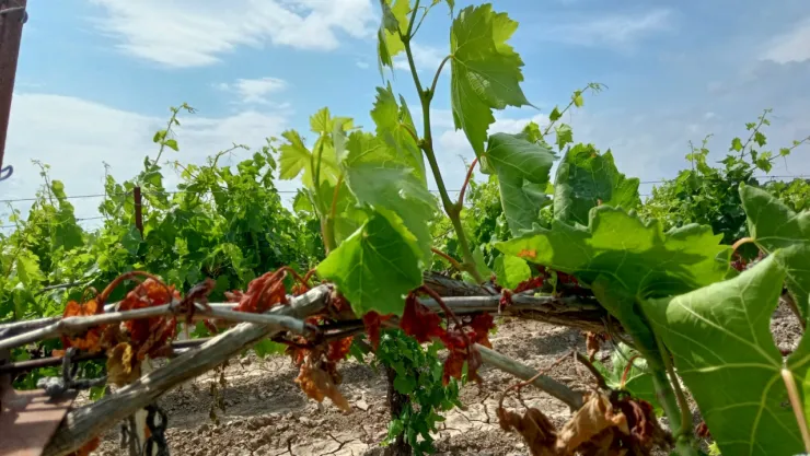 TARSİM hasar tespitlerinin kesimlerini bitirmeye bağlı olarak ödemeleri yapıyor