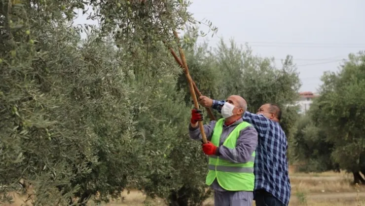 Turgutlu Belediyesi Zeytin Hasadına Başladı