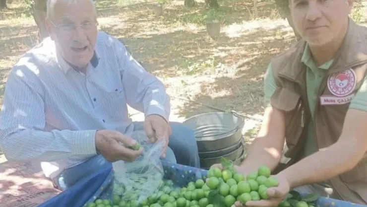 Turgutlu'da Dumanlı Papaz Eriği Hasadı Devam Ediyor