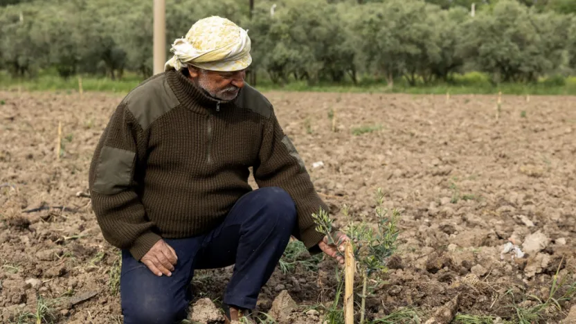 Yunusemre'nin Dağıttığı Fidanlar Toprakla Buluşuyor