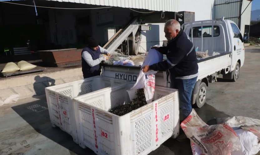 Turgutlu Belediyesi Hasat Sonucu 1500 Litre Zeytinyağı Elde Etti